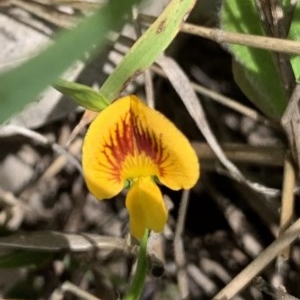 Zornia dyctiocarpa var. dyctiocarpa at Black Range, NSW - 13 Nov 2020