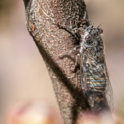 Atrapsalta furcilla (Southern Mountain Squeaker) at Callum Brae - 11 Nov 2020 by SWishart