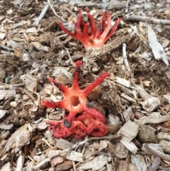 Clathrus archeri (Seastar Stinkhorn) at Yarralumla, ACT - 13 Nov 2020 by Rixon