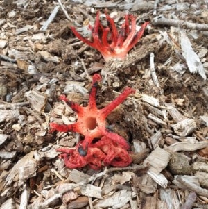 Clathrus archeri at Yarralumla, ACT - 13 Nov 2020