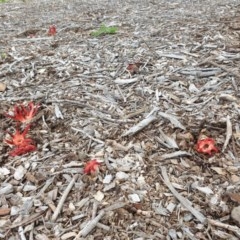 Clathrus archeri at Yarralumla, ACT - suppressed