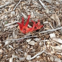 Clathrus archeri at Yarralumla, ACT - suppressed