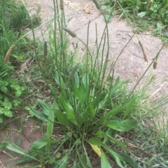 Plantago lanceolata (Ribwort Plantain, Lamb's Tongues) at Narrabundah, ACT - 13 Nov 2020 by alexwatt