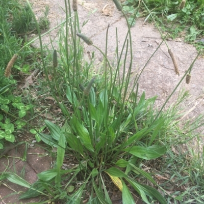 Plantago lanceolata (Ribwort Plantain, Lamb's Tongues) at Narrabundah, ACT - 13 Nov 2020 by alexwatt