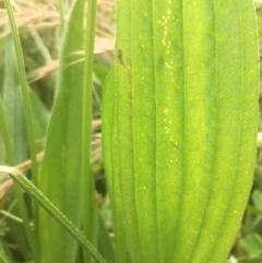 Plantago lanceolata at Narrabundah, ACT - 13 Nov 2020 03:56 PM