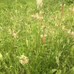 Plantago lanceolata at Narrabundah, ACT - 13 Nov 2020 03:56 PM