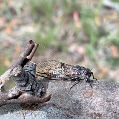 Atrapsalta furcilla (Southern Mountain Squeaker) at Bruce Ridge to Gossan Hill - 12 Nov 2020 by JVR