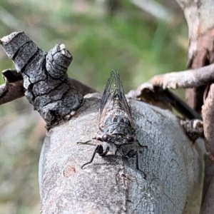 Atrapsalta furcilla at Bruce, ACT - 13 Nov 2020