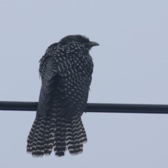 Eudynamys orientalis (Pacific Koel) at Kaleen, ACT - 13 Nov 2020 by Rixon