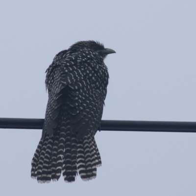 Eudynamys orientalis (Pacific Koel) at Kaleen, ACT - 12 Nov 2020 by Rixon