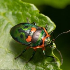 Scutiphora pedicellata (Metallic Jewel Bug) at Acton, ACT - 13 Nov 2020 by Roger