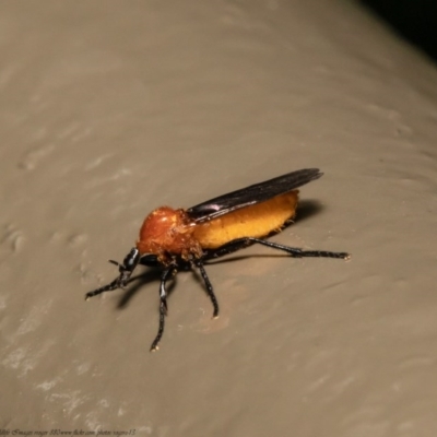 Bibio imitator (Garden maggot) at ANBG - 13 Nov 2020 by Roger