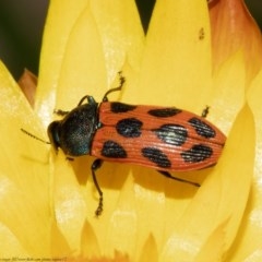 Castiarina octomaculata (A jewel beetle) at Acton, ACT - 13 Nov 2020 by Roger