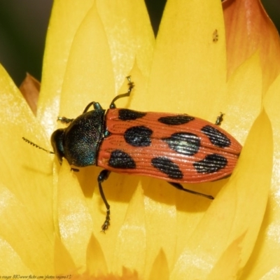Castiarina octomaculata (A jewel beetle) at ANBG - 13 Nov 2020 by Roger