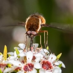 Staurostichus sp. (genus) (Unidentified Staurostichus bee fly) at ANBG - 13 Nov 2020 by Roger