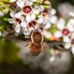 Staurostichus sp. (genus) at Acton, ACT - 13 Nov 2020