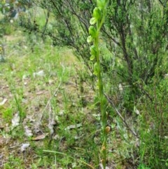 Hymenochilus bicolor (Black-tip Greenhood) at Conder, ACT - 13 Nov 2020 by HarleyB