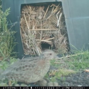 Turnix varius at Yass River, NSW - 10 Nov 2020