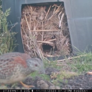 Turnix varius at Yass River, NSW - 10 Nov 2020