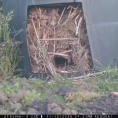 Turnix varius at Yass River, NSW - 10 Nov 2020 07:21 PM