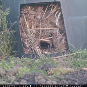 Turnix varius at Yass River, NSW - 10 Nov 2020 07:21 PM