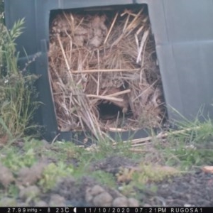 Turnix varius at Yass River, NSW - 10 Nov 2020 07:21 PM