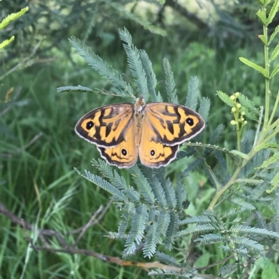 Heteronympha merope (Common Brown Butterfly) at Penrose - 13 Nov 2020 by NigeHartley