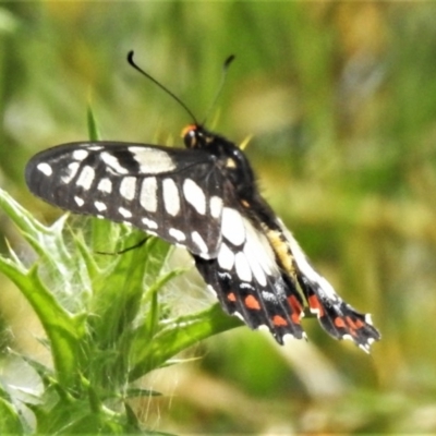Papilio anactus (Dainty Swallowtail) at Forde, ACT - 13 Nov 2020 by JohnBundock