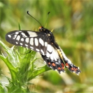 Papilio anactus at Forde, ACT - 13 Nov 2020