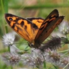 Heteronympha merope (Common Brown Butterfly) at Forde, ACT - 13 Nov 2020 by JohnBundock