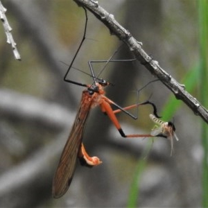 Harpobittacus australis at Forde, ACT - 13 Nov 2020