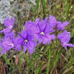 Thysanotus tuberosus subsp. tuberosus (Common Fringe-lily) at Forde, ACT - 12 Nov 2020 by JohnBundock