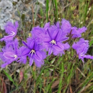 Thysanotus tuberosus subsp. tuberosus at Forde, ACT - 13 Nov 2020 10:10 AM