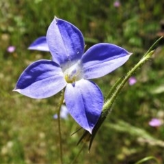 Wahlenbergia stricta subsp. stricta (Tall Bluebell) at Forde, ACT - 13 Nov 2020 by JohnBundock