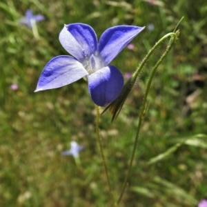 Wahlenbergia stricta subsp. stricta at Forde, ACT - 13 Nov 2020