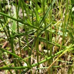 Wahlenbergia stricta subsp. stricta at Forde, ACT - 13 Nov 2020