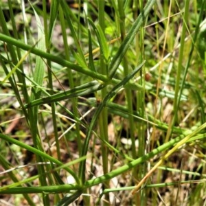 Wahlenbergia stricta subsp. stricta at Forde, ACT - 13 Nov 2020