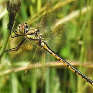 Hemicordulia tau at Forde, ACT - 13 Nov 2020 12:46 PM