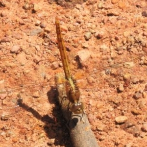 Diplacodes haematodes at Forde, ACT - 13 Nov 2020 11:46 AM