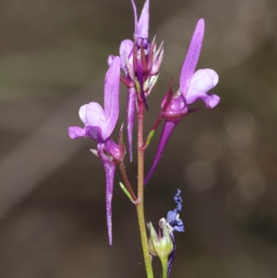 Linaria pelisseriana (Pelisser's Toadflax) at ANBG - 8 Nov 2020 by TimL