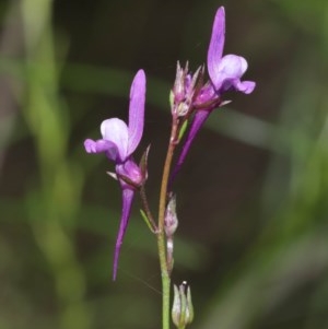 Linaria pelisseriana at Downer, ACT - 8 Nov 2020 11:15 AM