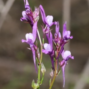 Linaria pelisseriana at Downer, ACT - 8 Nov 2020 11:15 AM