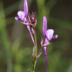 Linaria pelisseriana at Downer, ACT - 8 Nov 2020 11:15 AM