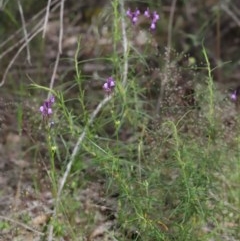 Linaria pelisseriana at Downer, ACT - 8 Nov 2020 11:15 AM