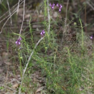 Linaria pelisseriana at Downer, ACT - 8 Nov 2020