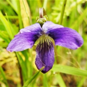 Viola betonicifolia at Forde, ACT - 13 Nov 2020