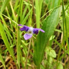 Viola betonicifolia at Forde, ACT - 13 Nov 2020 11:03 AM