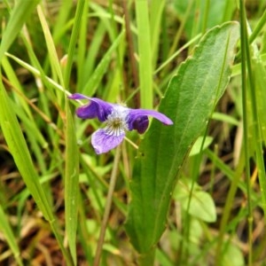 Viola betonicifolia at Forde, ACT - 13 Nov 2020