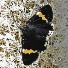 Eutrichopidia latinus (Yellow-banded Day-moth) at Coree, ACT - 10 Nov 2020 by JohnBundock