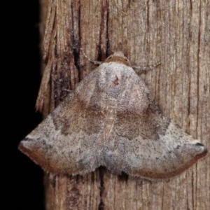 Mataeomera mesotaenia at Melba, ACT - 10 Nov 2020 10:00 PM